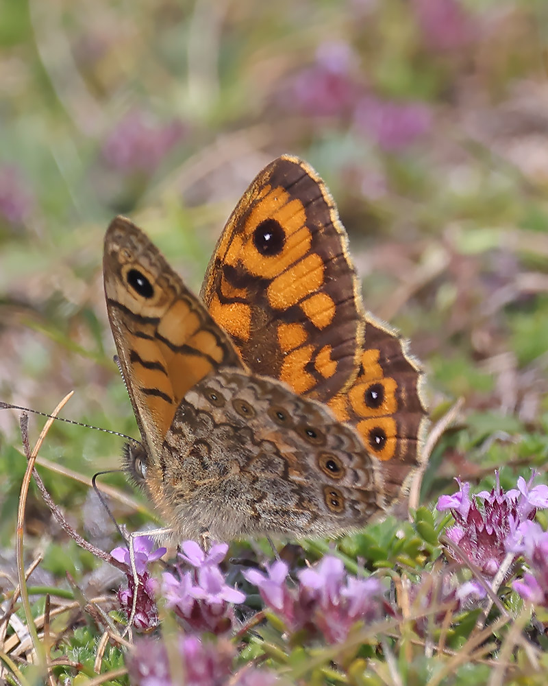 Wall brown